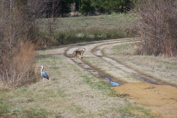 1-Coyote checking out our decoy 2-27-13