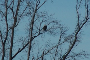 Eagle perched behind house 3-13