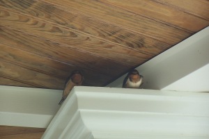 Our prospective neighbors ~ Barn Swallows