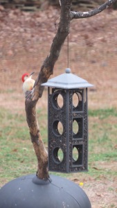 My favorite backyard woodpecker has returned!