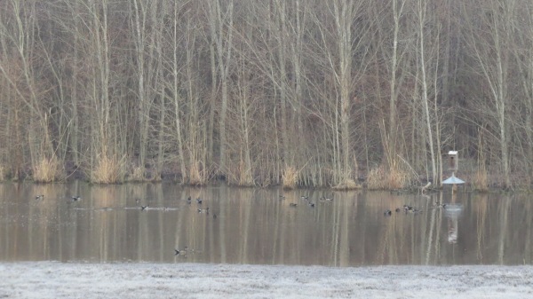 My view of wood ducks from the kitchen window ~