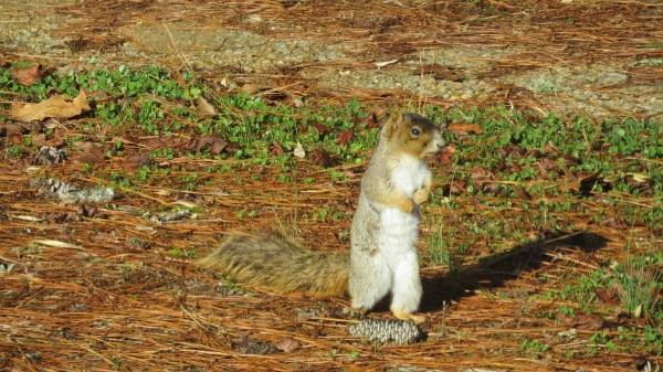 I loved watching this fox squirrel standing on his hind legs. It seemed like he wanted to give me plenty of time to get a good shot